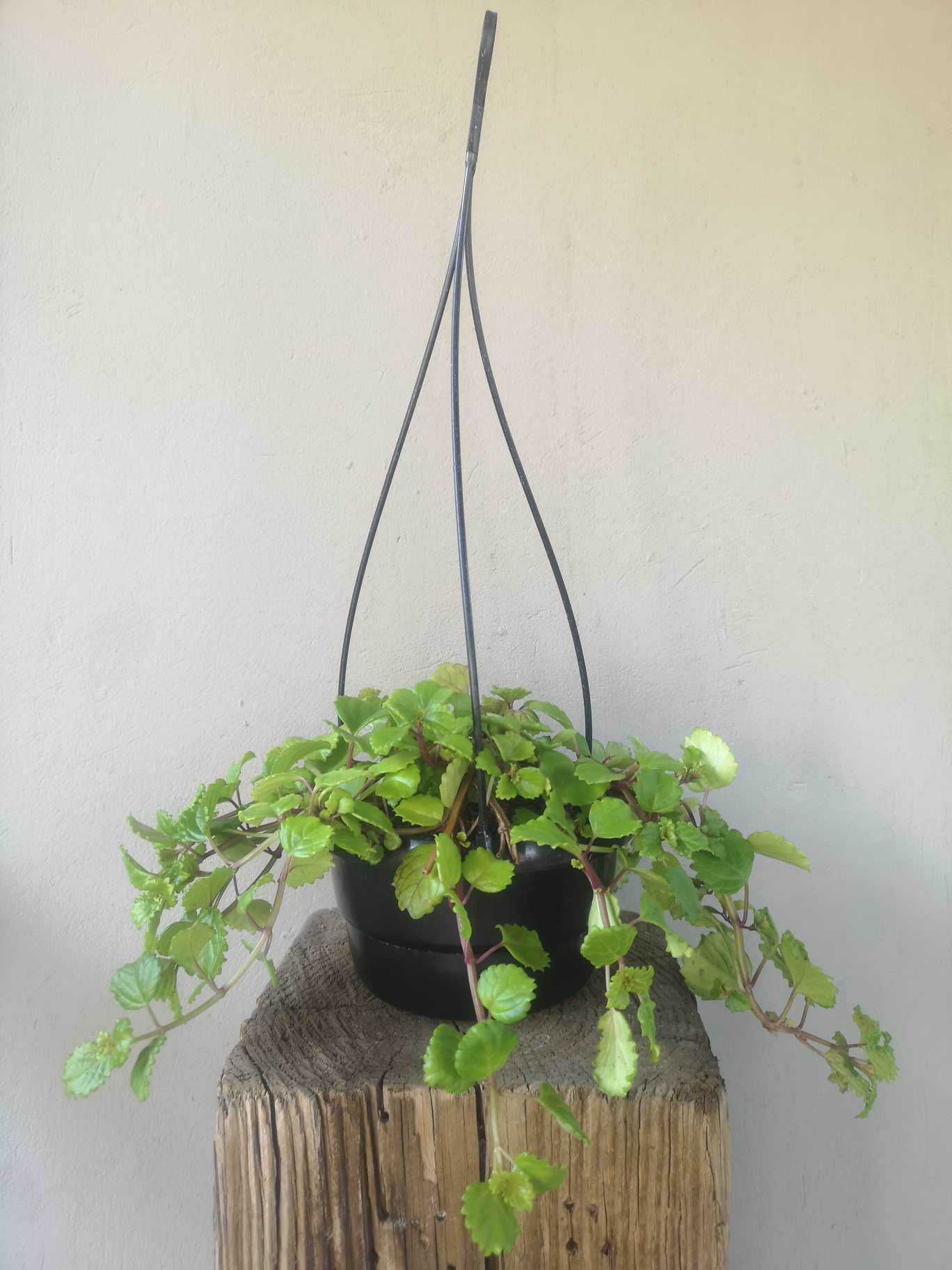 creeping money plant Plectranthus Verticillatus Money Plant – i-go-eco