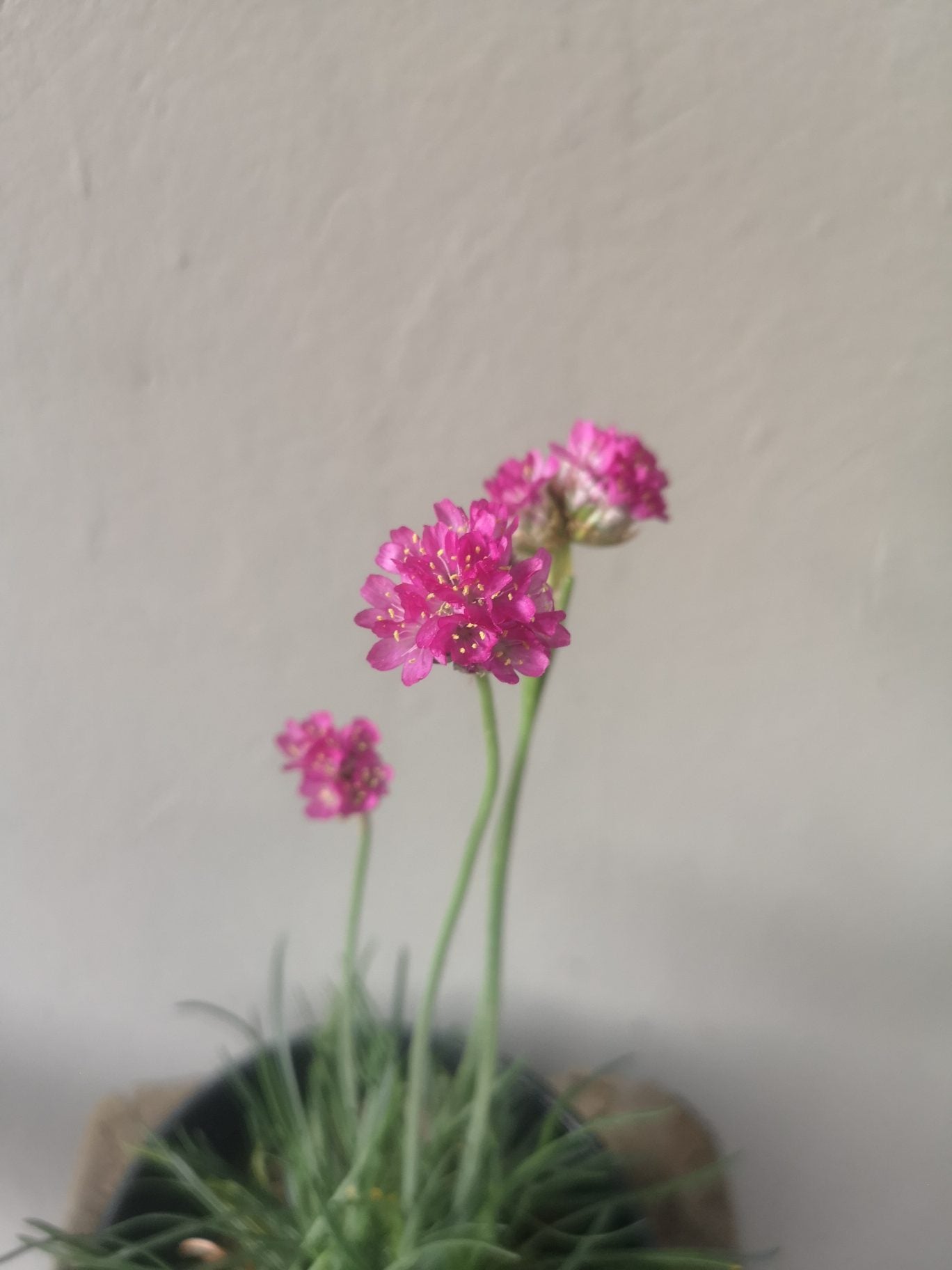 Armeria Maritima