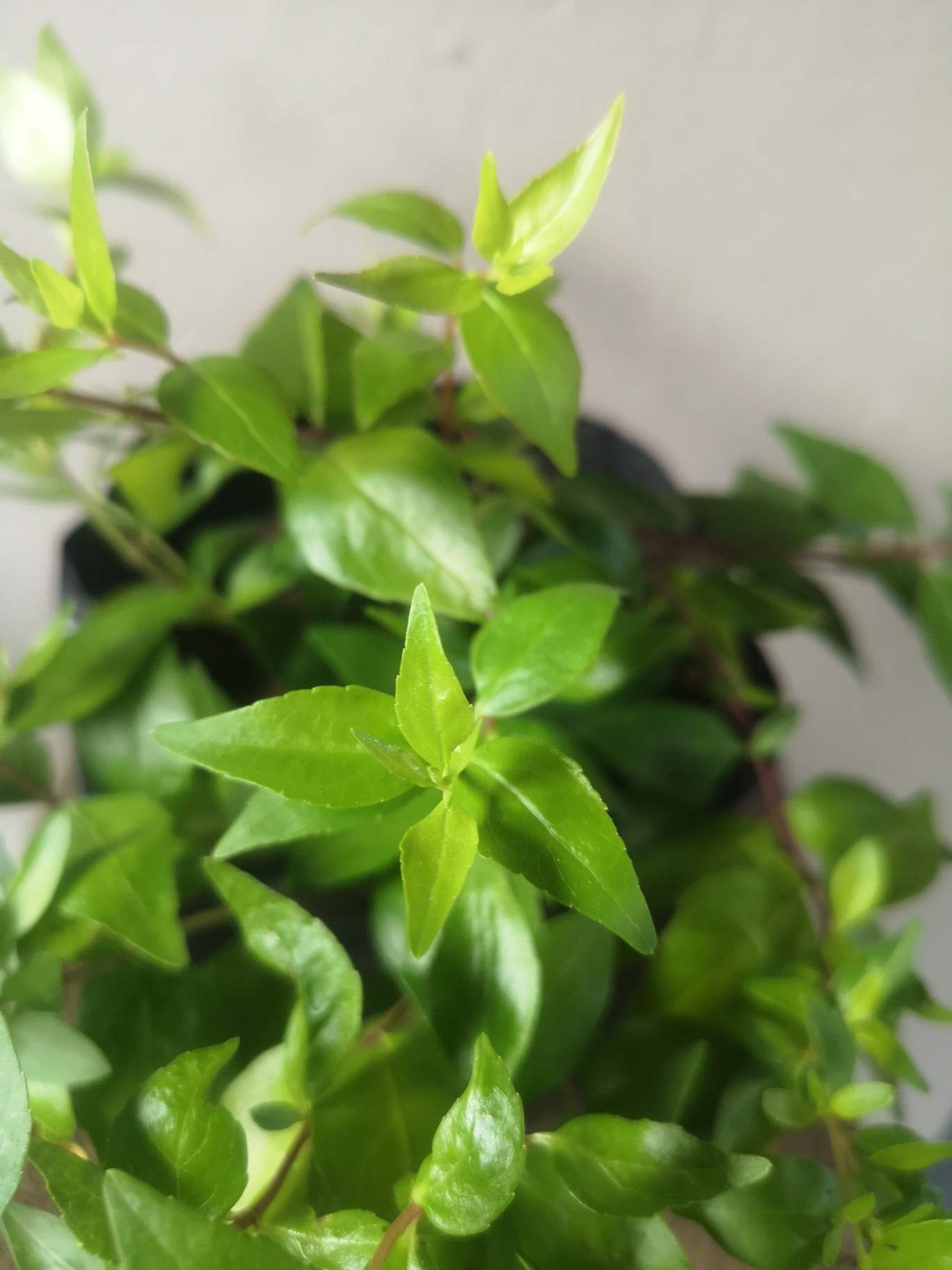 Abelia Francis Mason