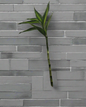 Lucky Bamboo