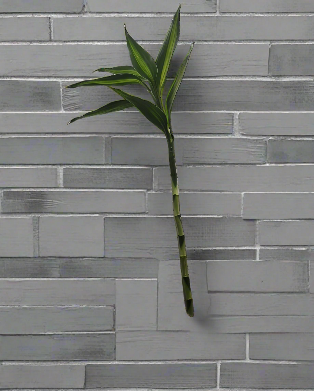 Lucky Bamboo