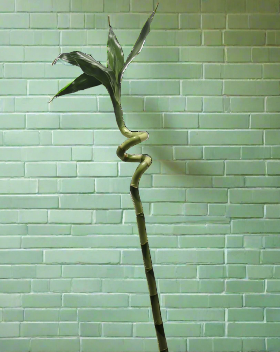 Curled lucky Bamboo