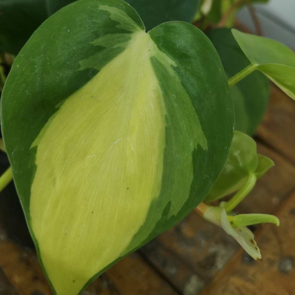 Philodendron scandens brasil cutting