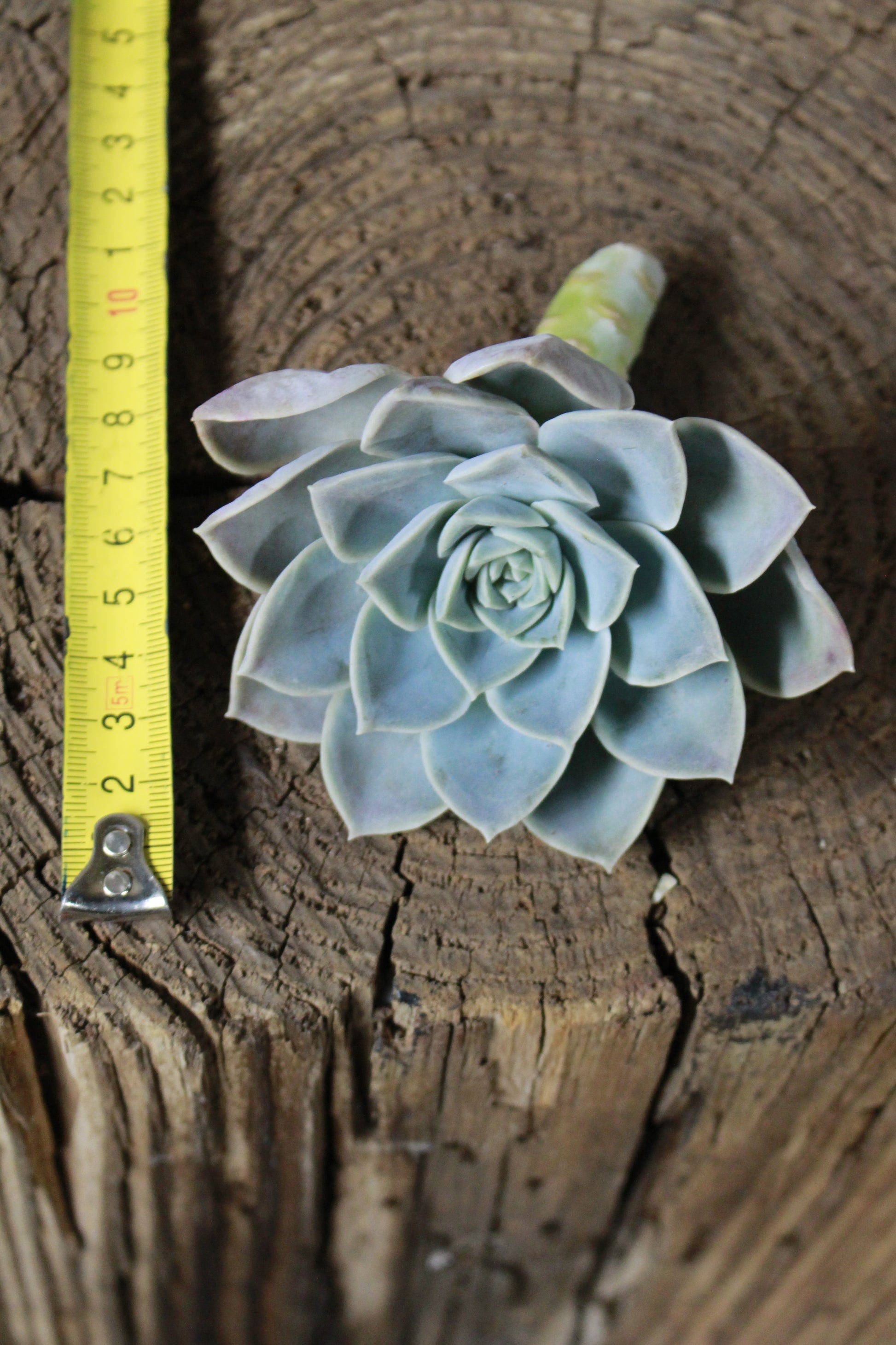 A Echeveria Elegans cutting. 5-8cm diameter 