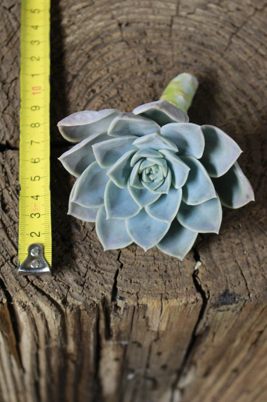 A Echeveria Elegans cutting. 5-8cm diameter 