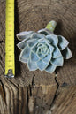 A Echeveria Elegans cutting. 5-8cm diameter 