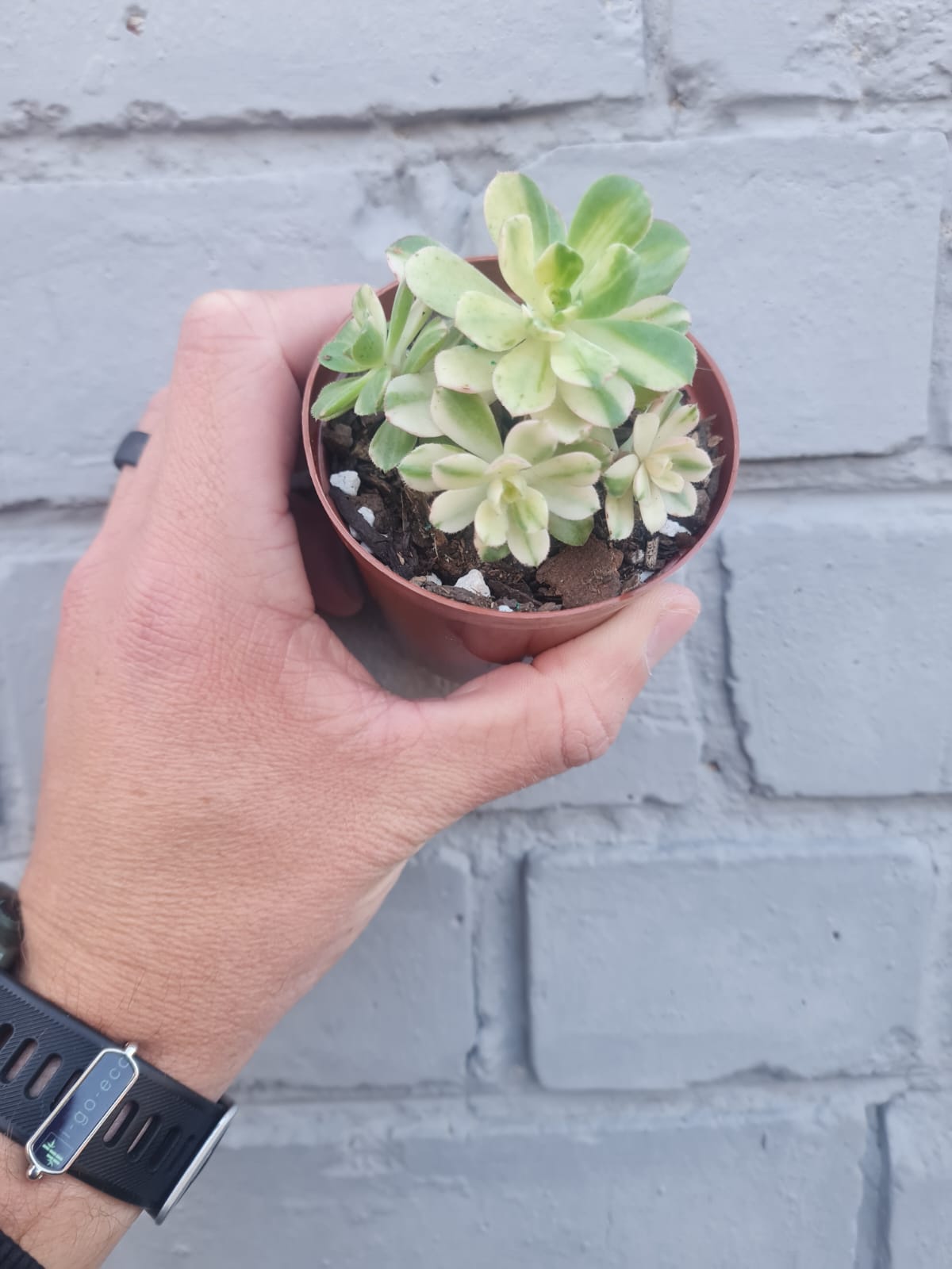 Aeonium Castello-paivae variegata Suncup