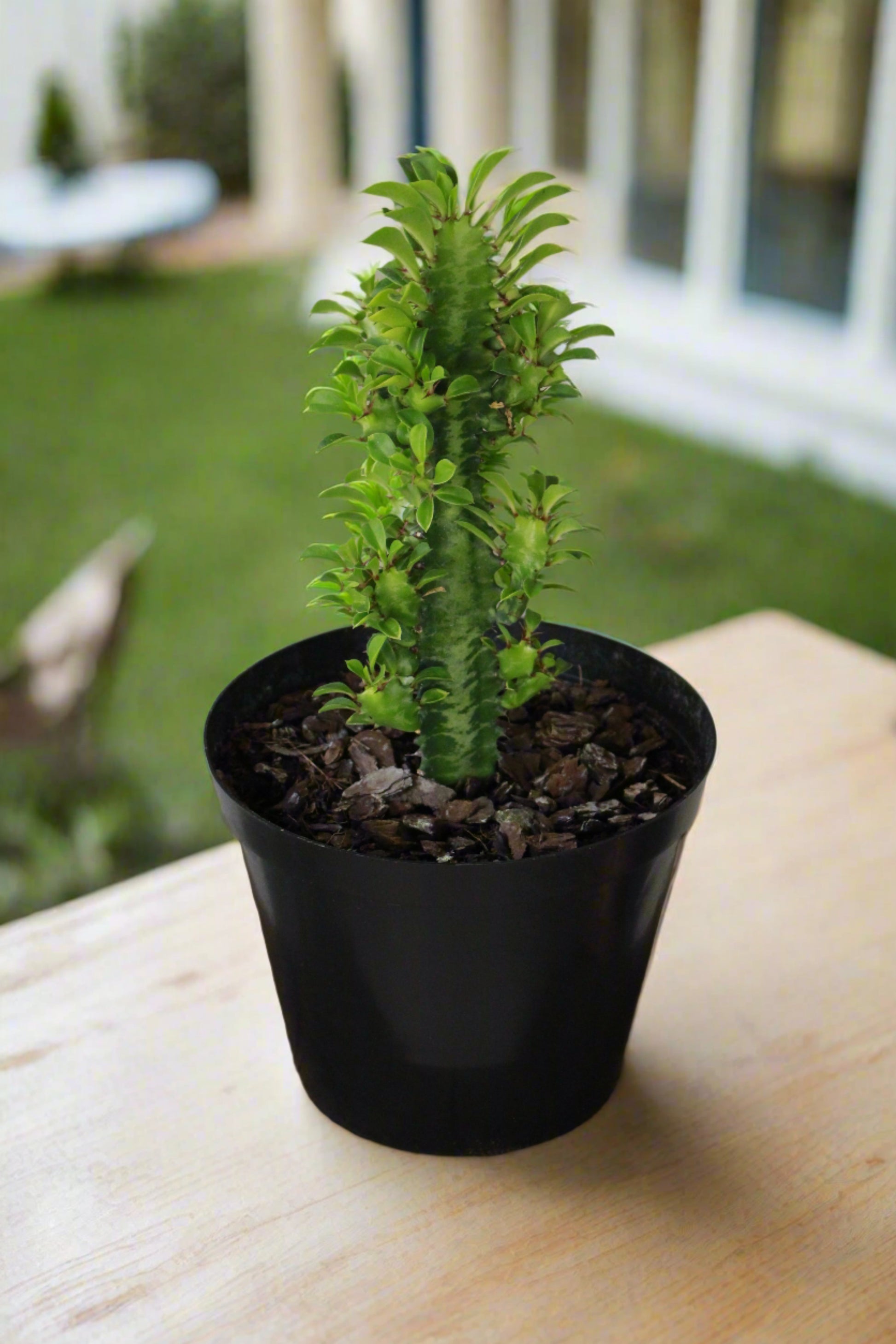 african milk bush indoor plant African Milk Tree South Africa Euphorbia trigona – i-go-eco