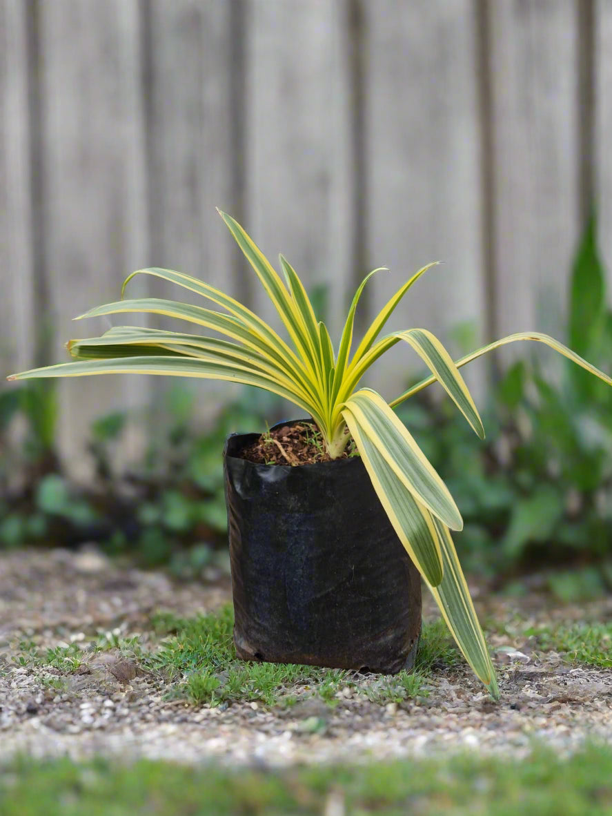 Agapanthus Zambezi