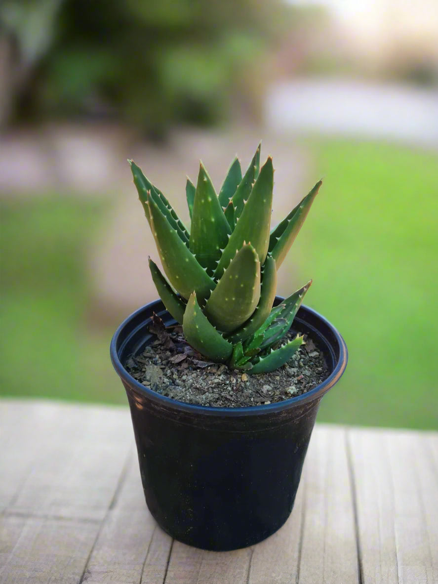 Aloe Brevifolia