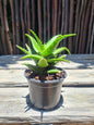 Aloe jucunda miniature succulent with spiky green leaves in bright sunlight