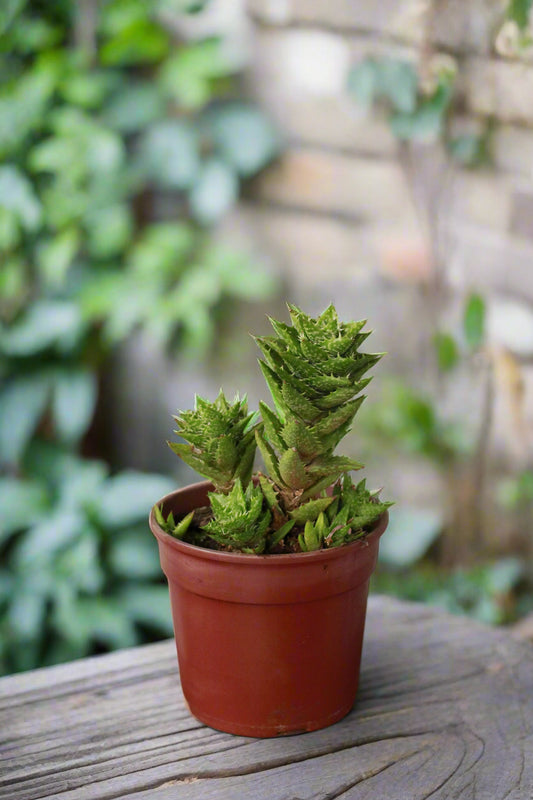 Aloe Squarrosa
