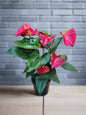 Anthurium Flamingo Flower
