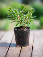 Load image into Gallery viewer, Azalea
