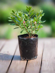 Azalea