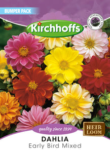 Dahlia Early Bird Mixed Seeds Bumper Pack