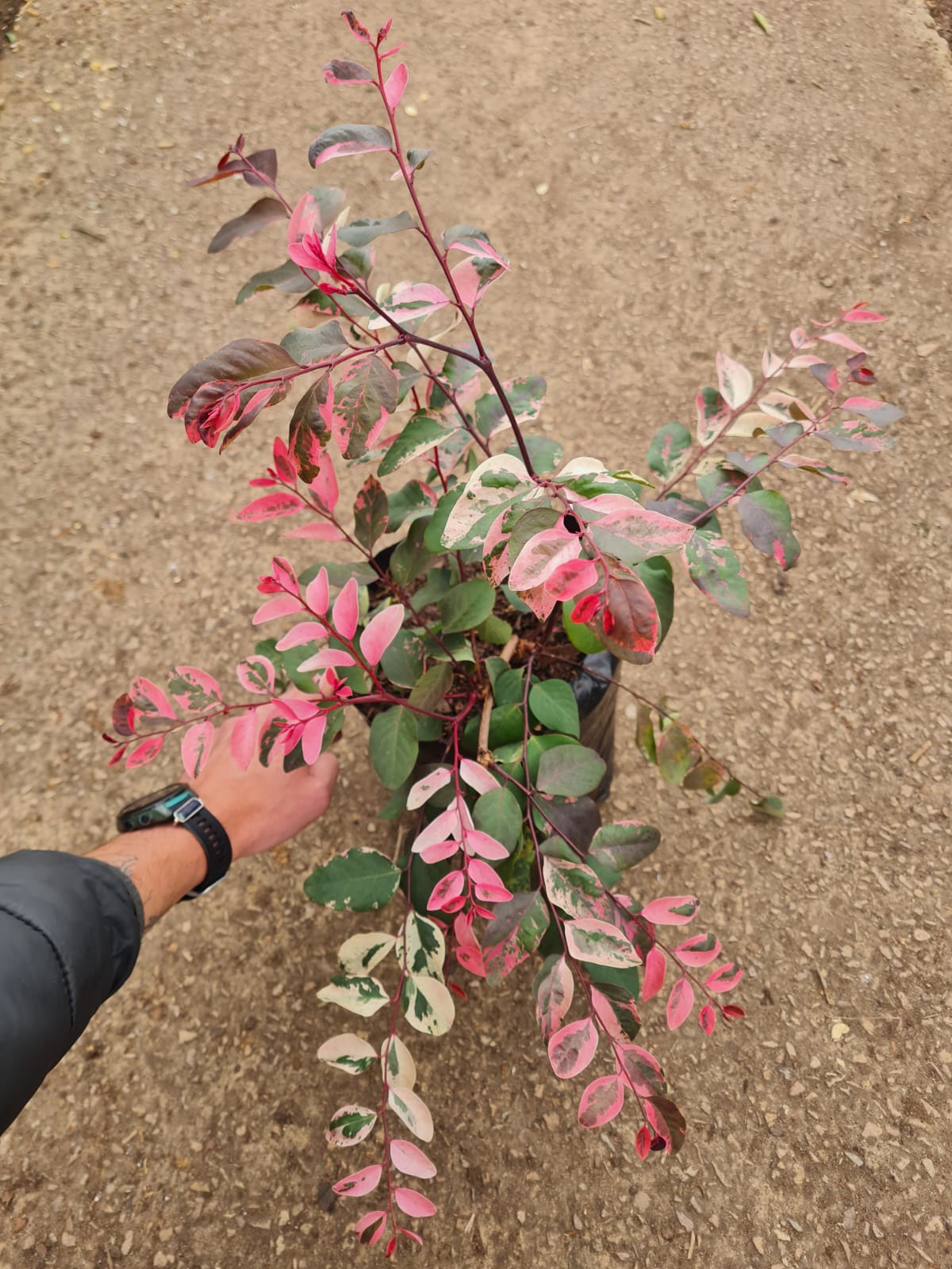 Breynia disticha ‘Roseo picta’