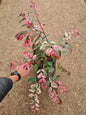 Breynia disticha ‘Roseo picta’