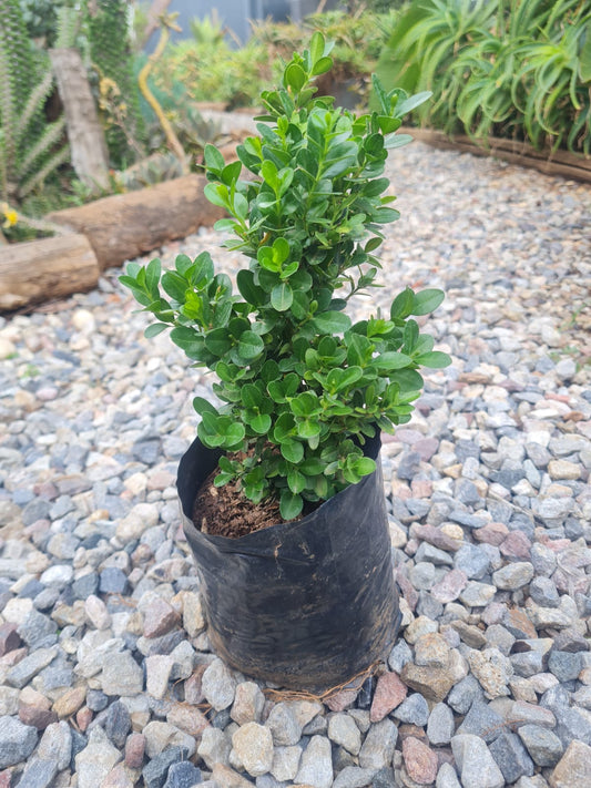 Buxus sempervirens (Boxwood, Little Leaf Boxwood) plant, ideal for hedges, garden borders, and bonsai, thriving in full sun to partial shade in South Africa