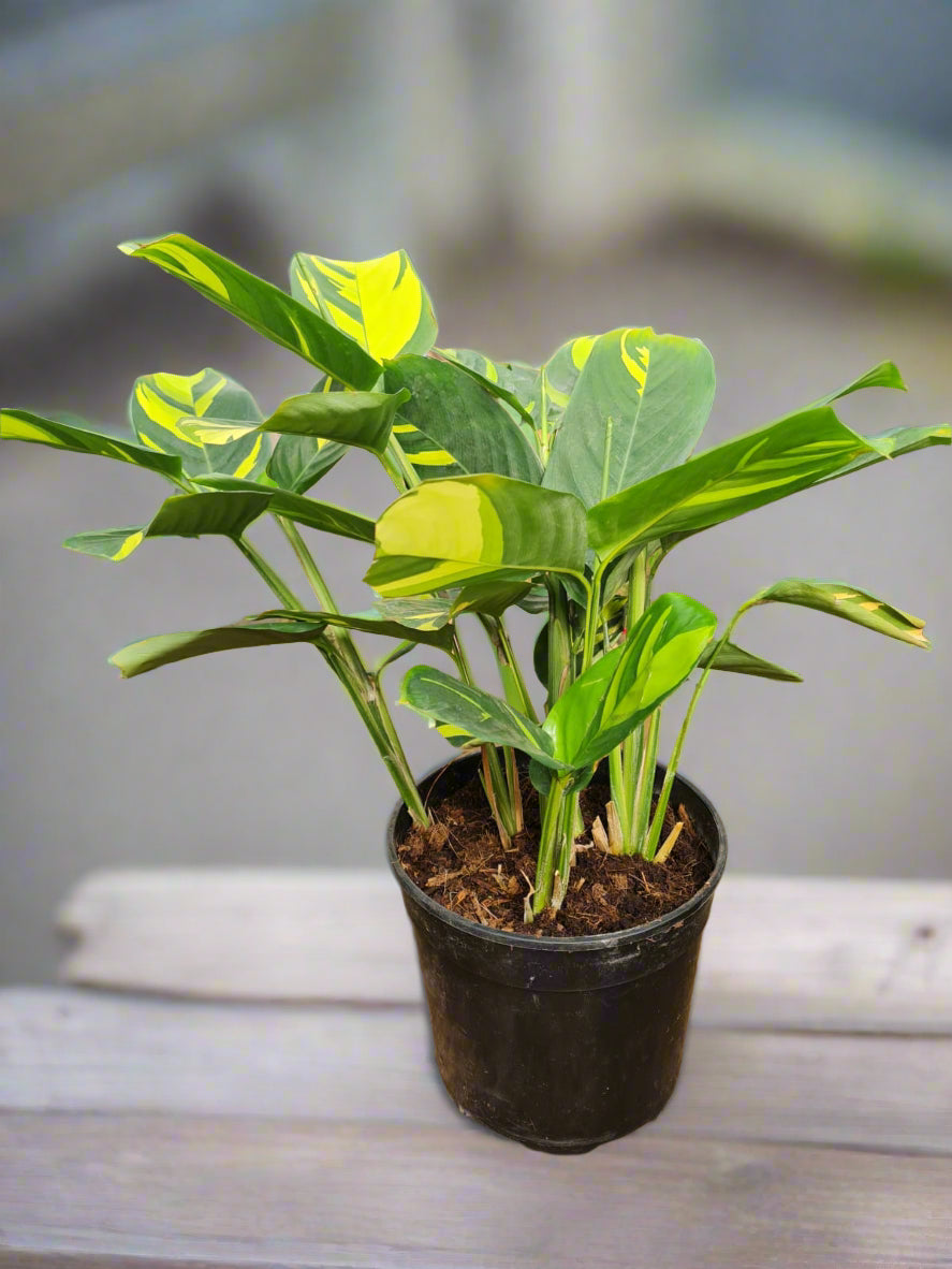 Calathea Golden Mosaic South Africa – i-go-eco