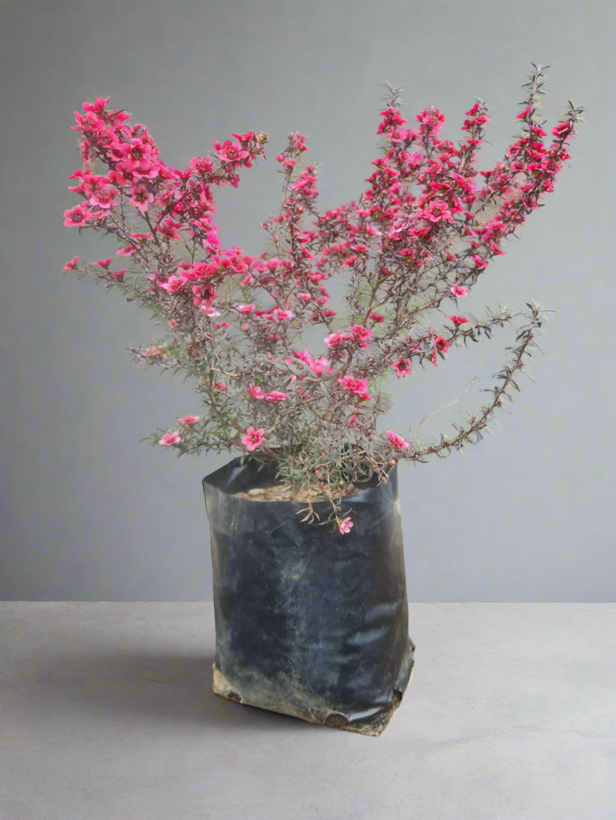 Cherry brandy Tea Bush