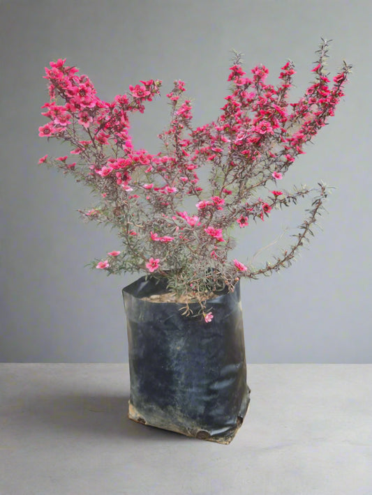 Cherry brandy Tea Bush
