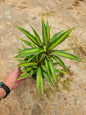 Cordyline 'Kiwi'