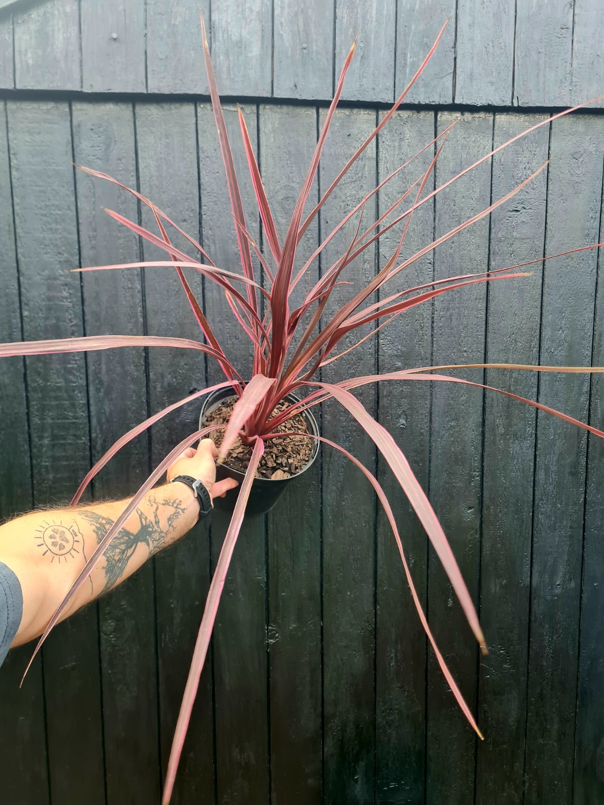 Cordyline banksii 'Electric Pink', Cordyline banksii 'Sprilecpink'or Pink Neew Zeeland Cabbage tree