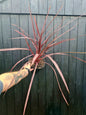 Cordyline banksii 'Electric Pink', Cordyline banksii 'Sprilecpink'or Pink Neew Zeeland Cabbage tree