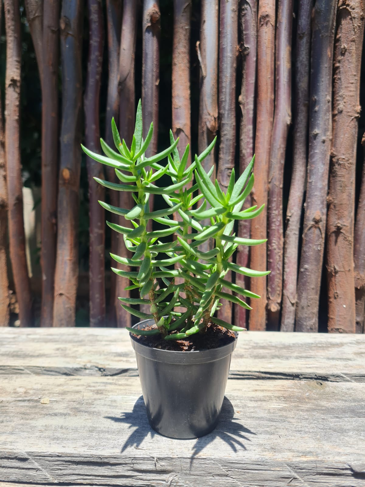 Crassula Pin Tree succulent with upright green leaves in full sun