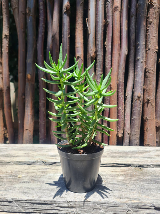 Crassula Pin Tree succulent with upright green leaves in full sun
