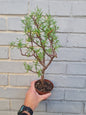 Crassula Sarcocaulis or Bonsai Crassula 