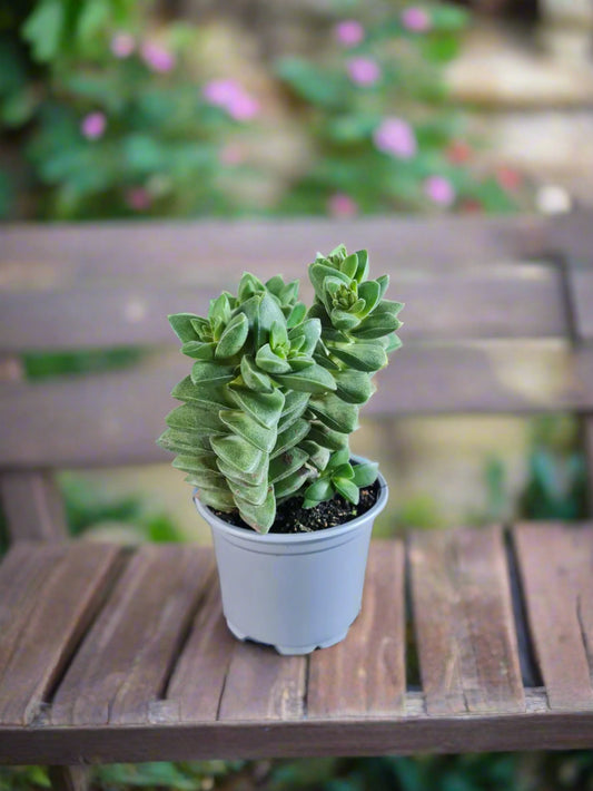 Crassula Springime