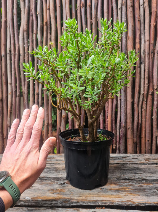 Crassula Sarcocaulis, Bonsai Crassula