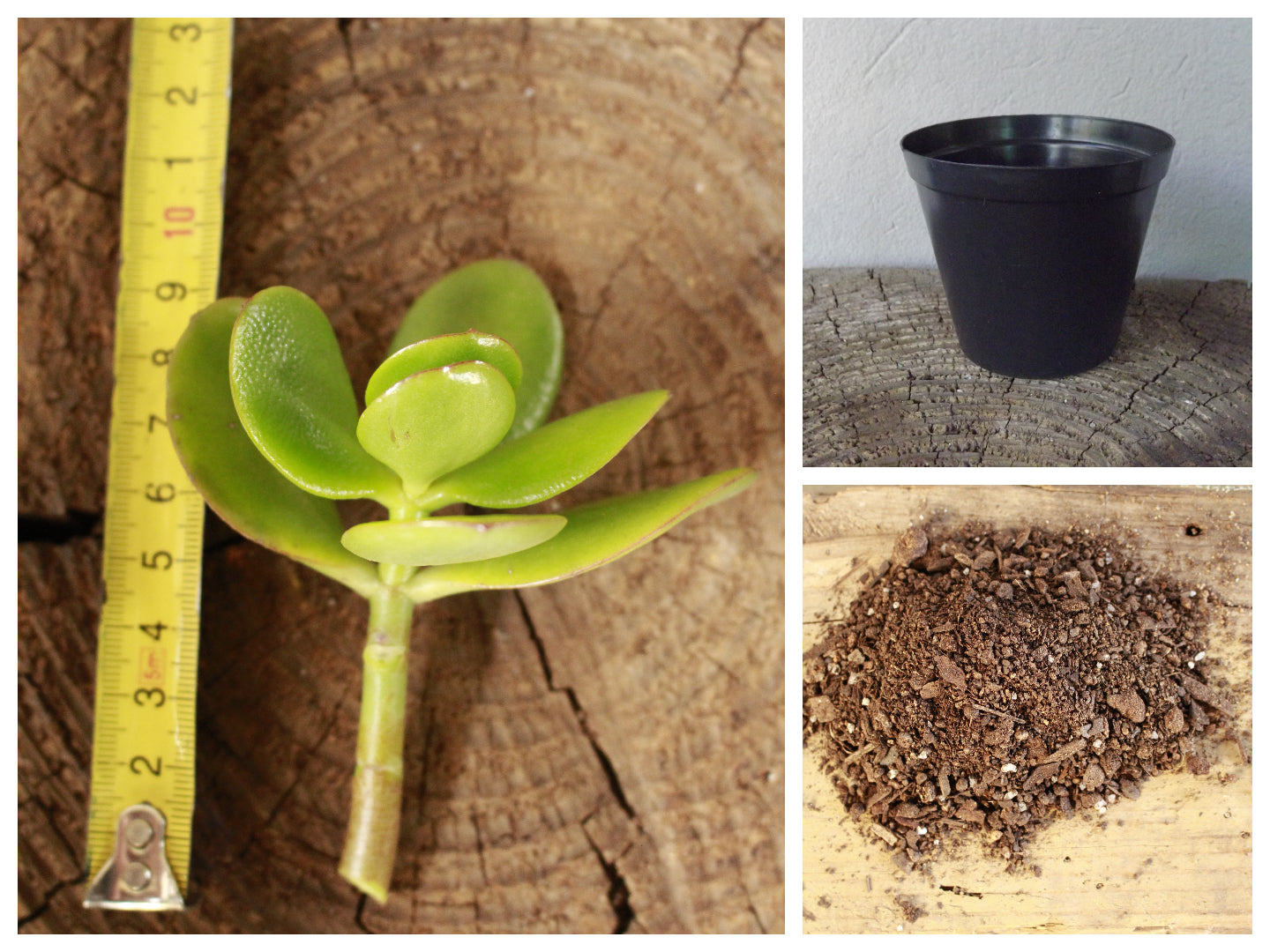 DIY Jade Money Plant starter kit
