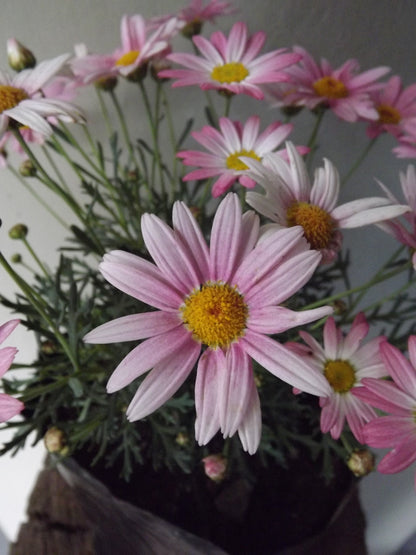 Marguerite Daisy