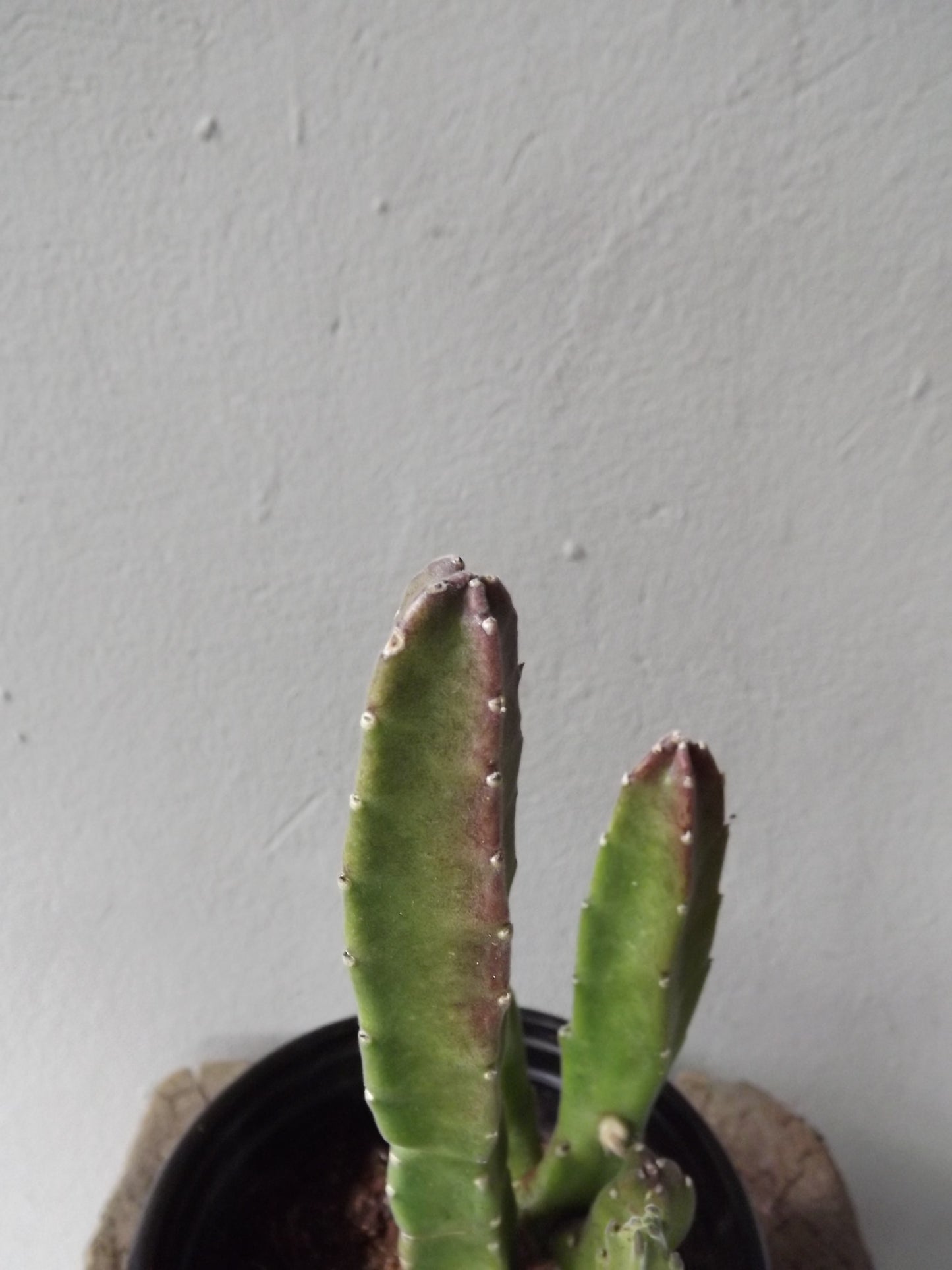 Stapelia Leendertziae