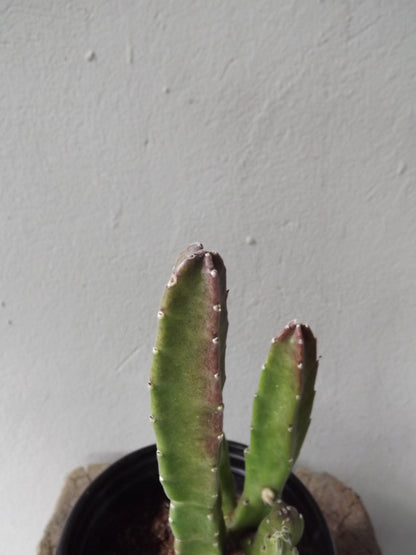 Stapelia Leendertziae
