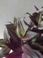 Load image into Gallery viewer, Tradescantia Red Gem
