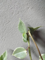 Load image into Gallery viewer, Peperomia Sepens Variegata
