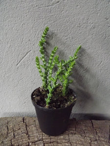 Crassula Watch Chain small terrarium