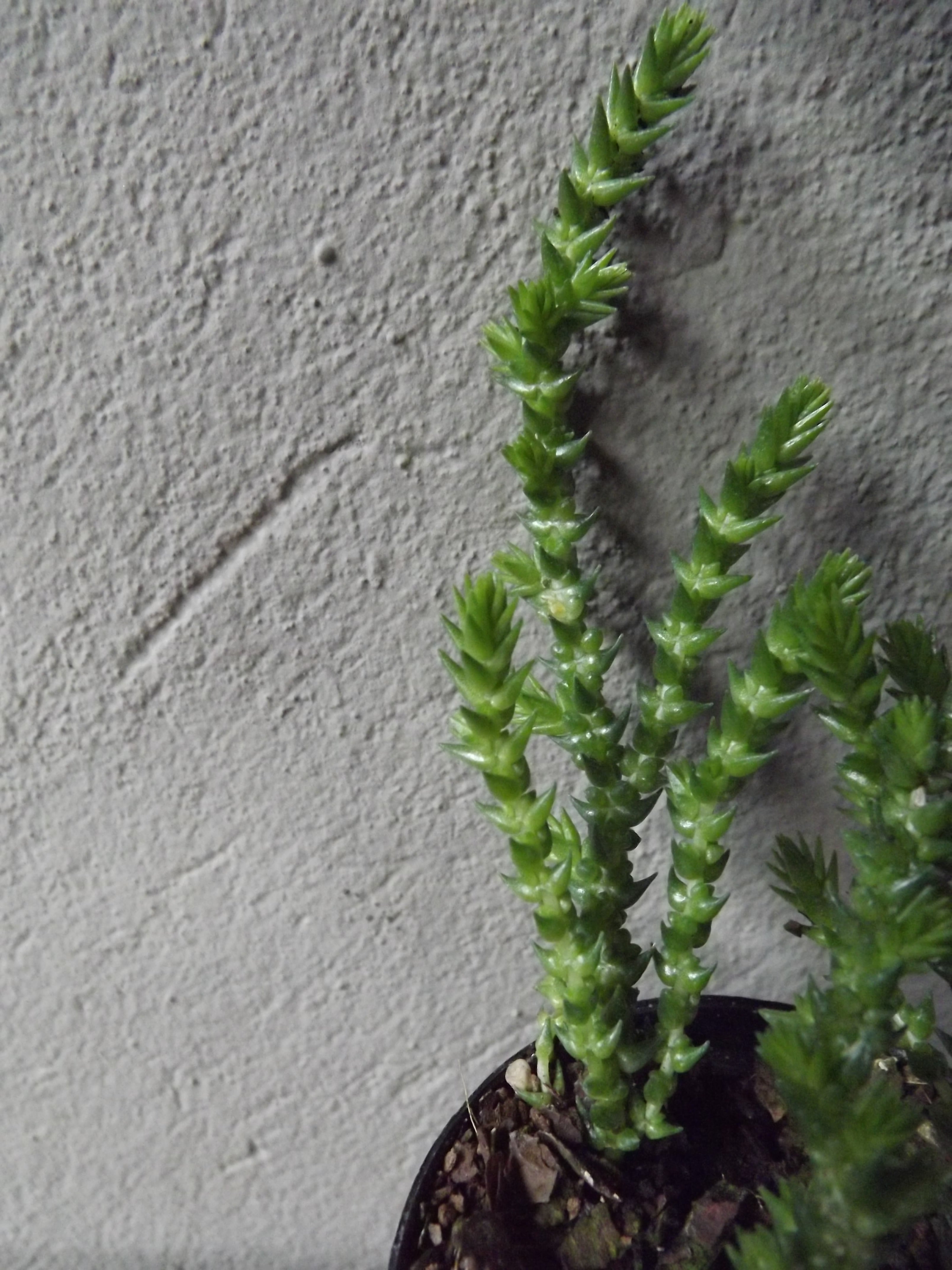 Crassula Watch Chain small terrarium