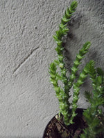 Load image into Gallery viewer, Crassula Watch Chain small terrarium
