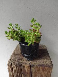 Jelly Bean Plant