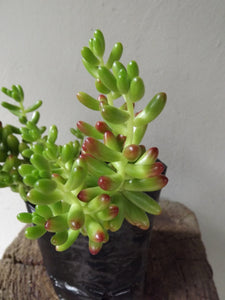 Jelly Bean Plant