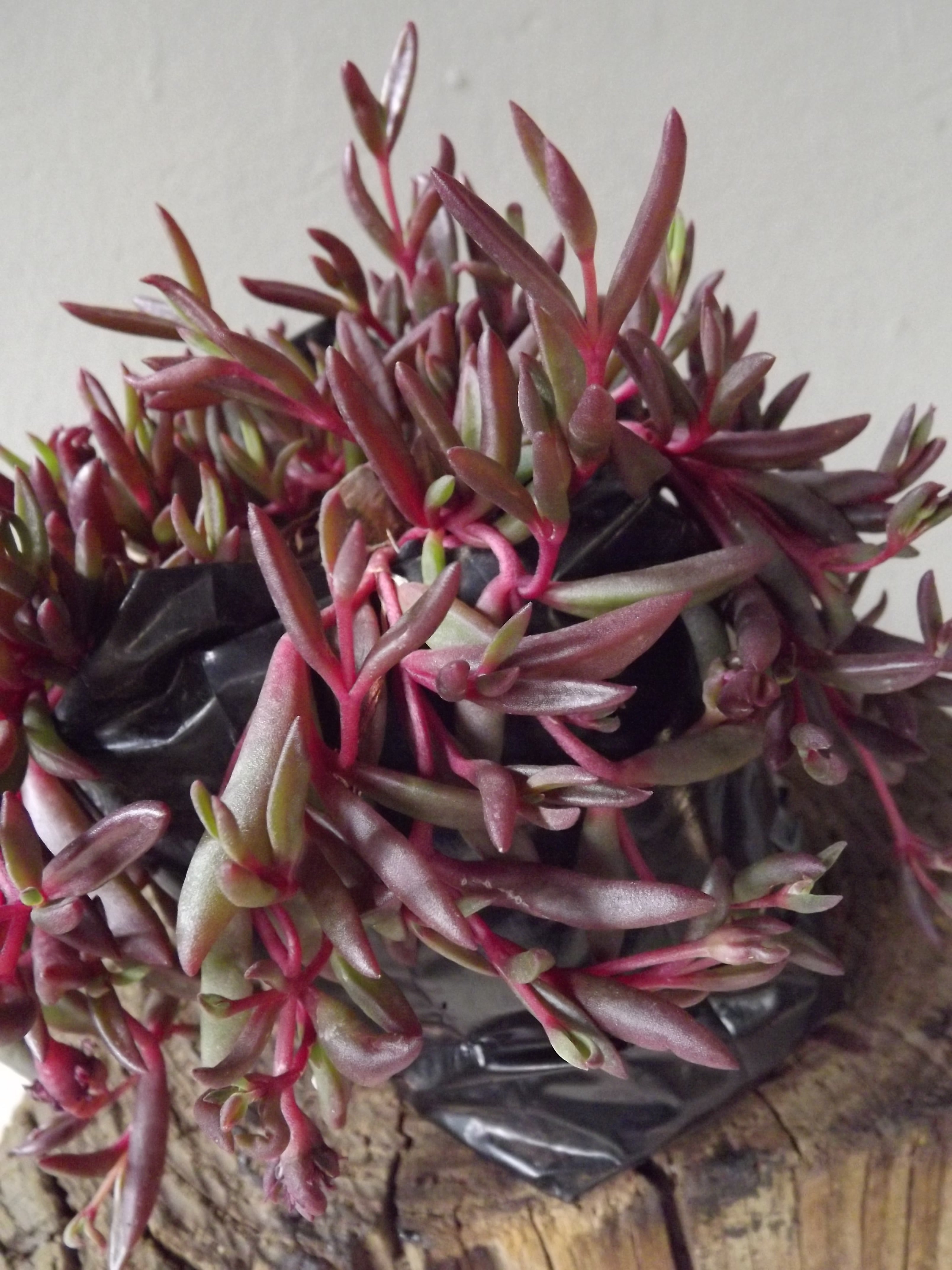 String of Rubies