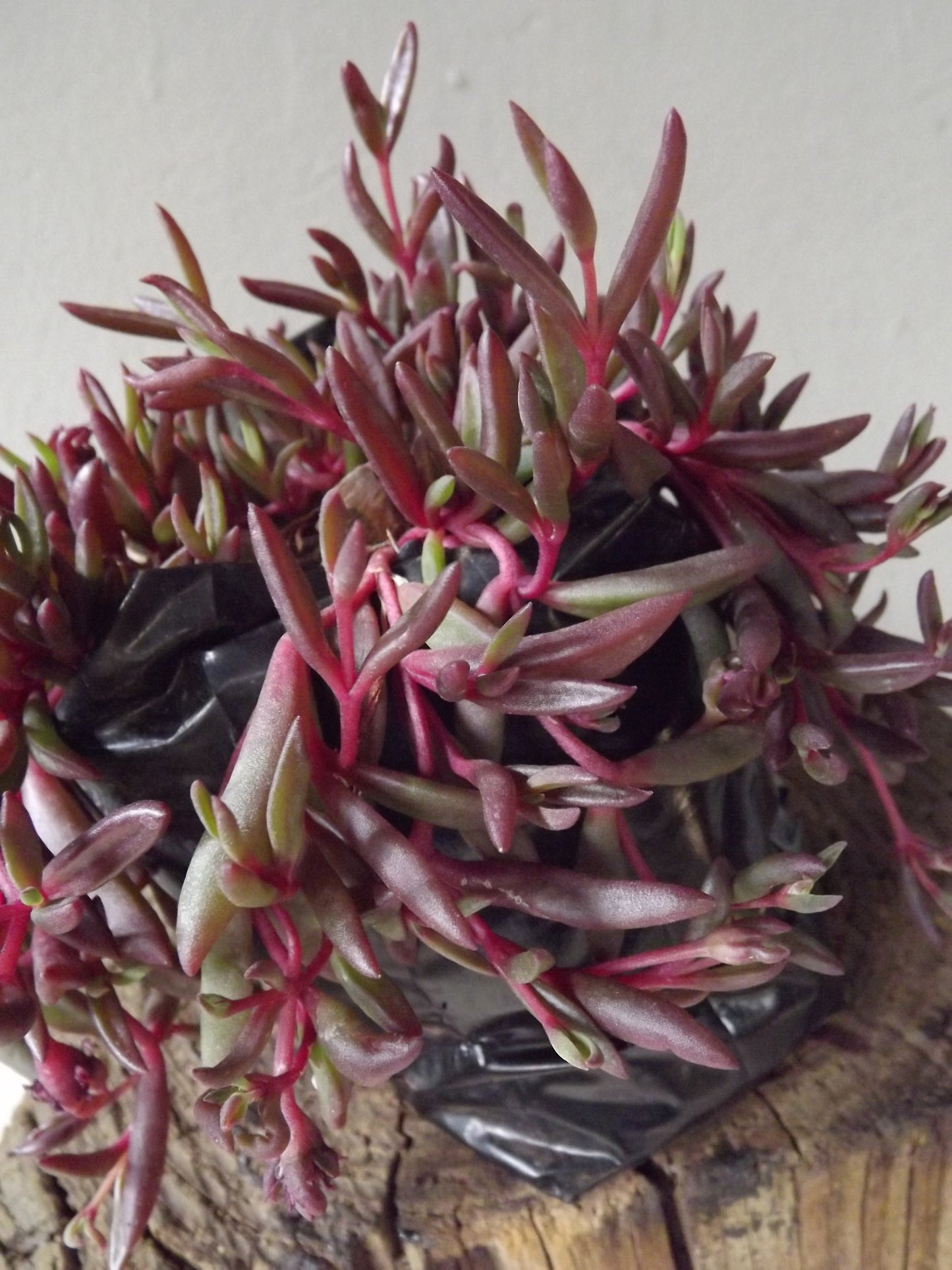 String of Rubies
