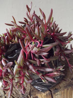 Load image into Gallery viewer, String of Rubies
