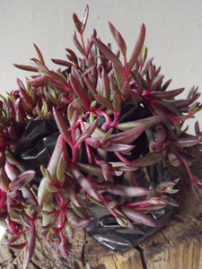String of Rubies