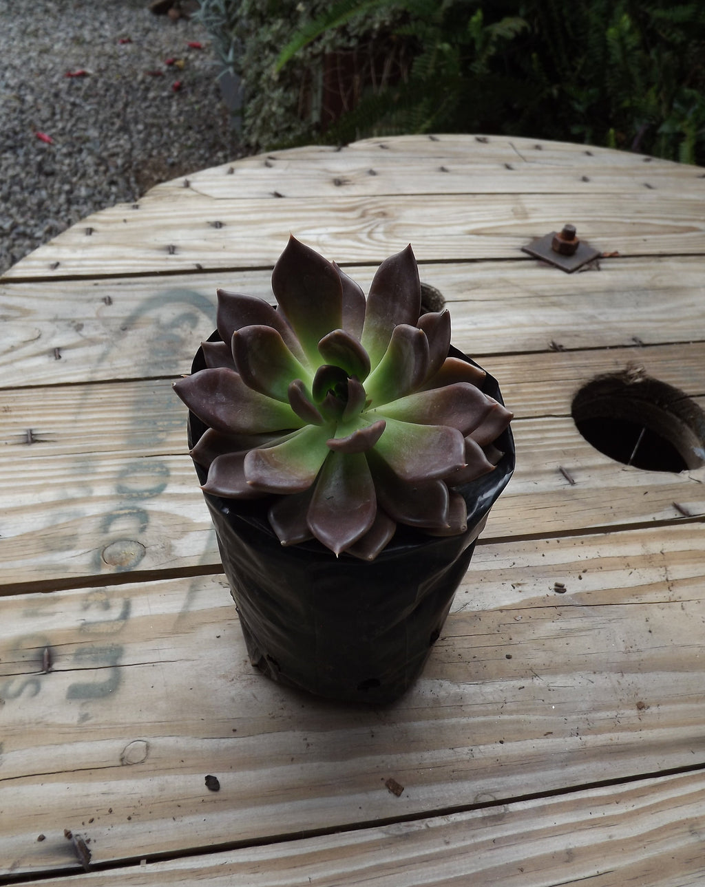 Echeveria Black Prince